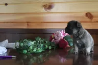 Alex, a male French Bulldog for sale in Monroe, IN – 2 of 3