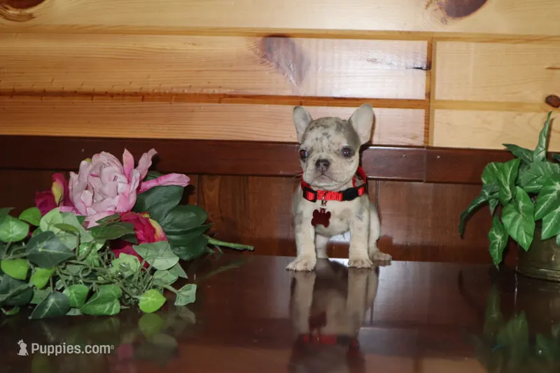 Angel  – French Bulldog puppy for sale in Monroe, IN