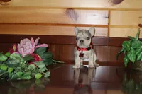 Angel , a female French Bulldog for sale in Monroe, IN – 1 of 3