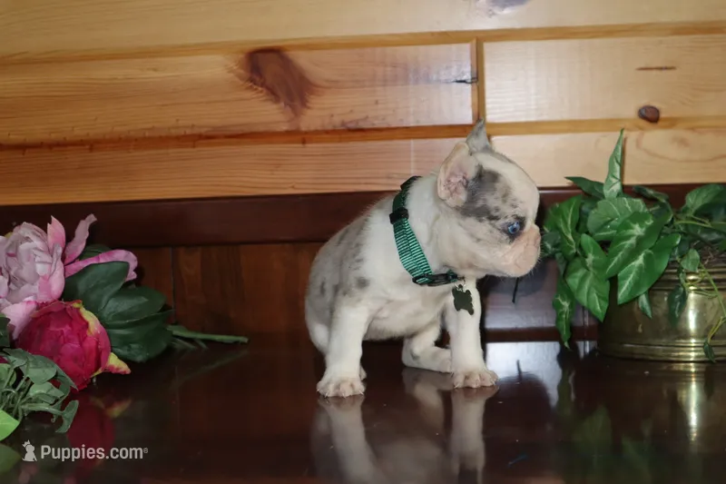 Alice  – French Bulldog puppy for sale in Monroe, IN