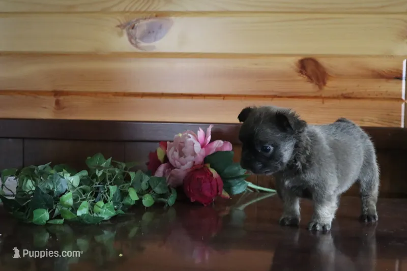 Alex – French Bulldog puppy for sale in Monroe, IN