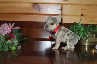 Angel , a female French Bulldog for sale in Monroe, IN – 2 of 3