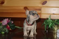 Angela , a female French Bulldog for sale in Monroe, IN – 2 of 4