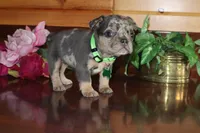 Amber , a female French Bulldog for sale in Monroe, IN – 6 of 6