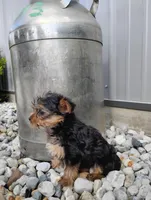 Charlie, a male Yorkshire Terrier for sale in Monroe, IN – Photo 2 of 3