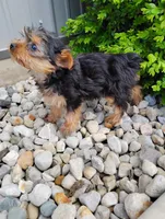 Charlie, a male Yorkshire Terrier for sale in Monroe, IN – Photo 3 of 3