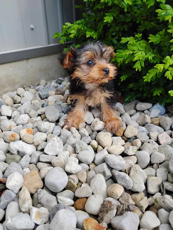 Charlie – Yorkshire Terrier puppy for sale in Monroe, IN