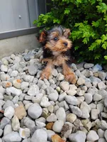 Charlie, a male Yorkshire Terrier for sale in Monroe, IN – Photo 1 of 3