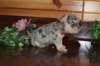 Angela , a female French Bulldog for sale in Monroe, IN – 3 of 4
