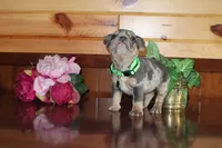 Amber , a female French Bulldog for sale in Monroe, IN – 2 of 6
