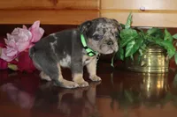 Amber , a female French Bulldog for sale in Monroe, IN – 3 of 6