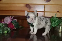 Alice , a female French Bulldog for sale in Monroe, IN – 3 of 5