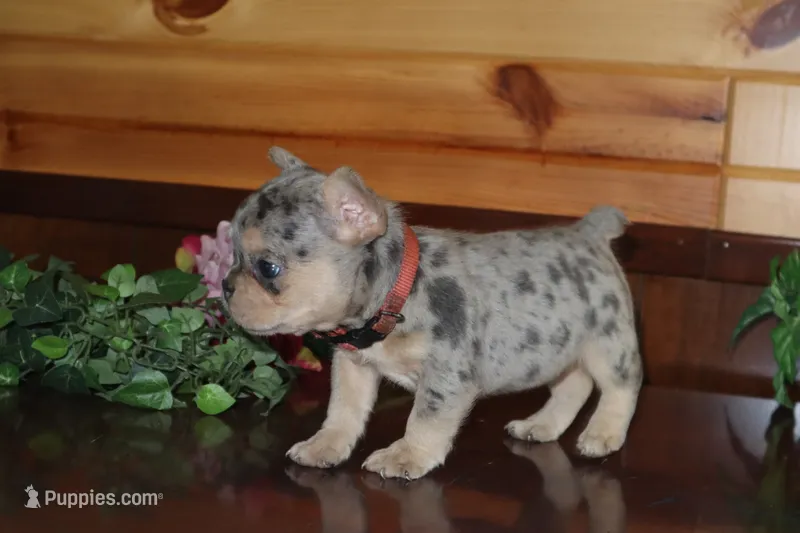 Angela  – French Bulldog puppy for sale in Monroe, IN