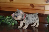 Angela , a female French Bulldog for sale in Monroe, IN – 1 of 4