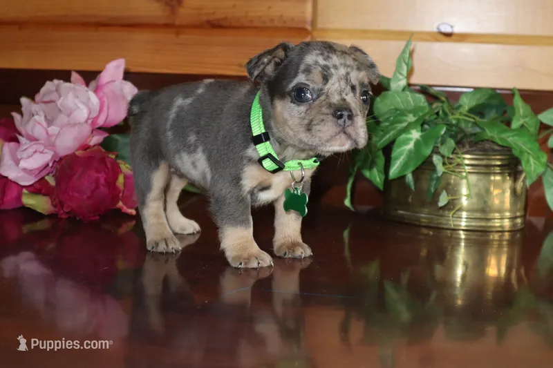 Amber  – French Bulldog puppy for sale in Monroe, IN