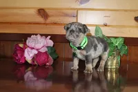 Amber , a female French Bulldog for sale in Monroe, IN – 4 of 6