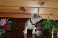 Alice , a female French Bulldog for sale in Monroe, IN – 4 of 5