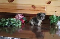Austin , a male French Bulldog for sale in Monroe, IN – 2 of 3