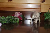 Alexia , a male French Bulldog for sale in Monroe, IN – 3 of 3