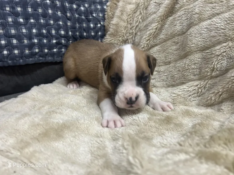 Royal – Boxer puppy for sale in Allons, TN