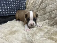 Royal, a male Boxer for sale in Allons, TN – Photo 1 of 4