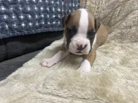 Royal, a male Boxer for sale in Allons, TN – Photo 2 of 4