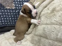 Royal, a male Boxer for sale in Allons, TN – Photo 3 of 4