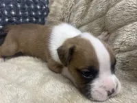 Royal, a male Boxer for sale in Allons, TN – Photo 4 of 4