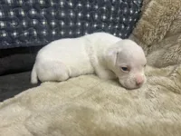 Silver, a female Boxer for sale in Allons, TN – Photo 5 of 5