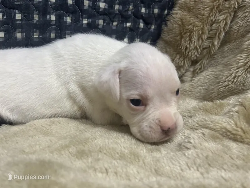 Silver – Boxer puppy for sale in Allons, TN