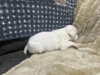 Silver, a female Boxer for sale in Allons, TN – Photo 4 of 5