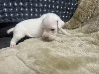 Silver, a female Boxer for sale in Allons, TN – Photo 3 of 5