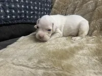 Silver, a female Boxer for sale in Allons, TN – Photo 2 of 5