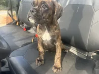 Sierra , a female Boxer for sale in Allons, TN – 2 of 3