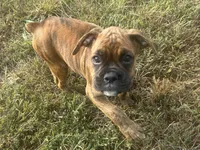 Vette, a female Boxer for sale in Allons, TN – 10 of 10