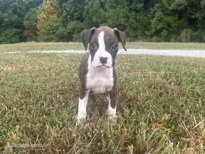 Celest – Boxer puppy for sale in Allons, TN