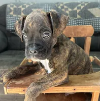 Monte, a male Boxer for sale in Allons, TN – 5 of 9