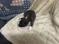 Savana, a female Boxer for sale in Allons, TN – Photo 6 of 6