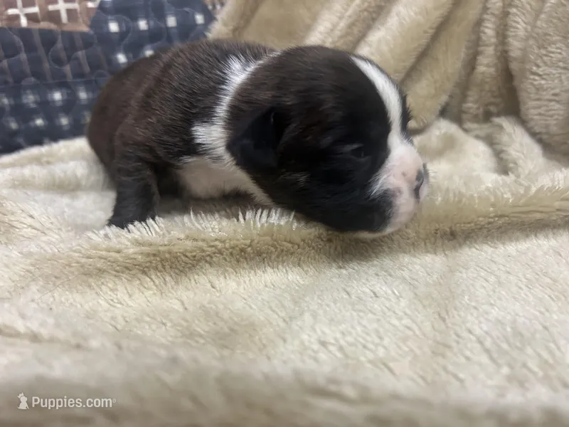 Savana – Boxer puppy for sale in Allons, TN