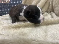 Savana, a female Boxer for sale in Allons, TN – Photo 1 of 6