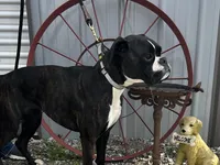 Onyx’s pups, a  Boxer for sale in Allons, TN – Photo 1 of 4