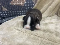 Savana, a female Boxer for sale in Allons, TN – Photo 5 of 6