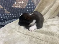 Savana, a female Boxer for sale in Allons, TN – Photo 4 of 6