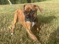 Vette, a female Boxer for sale in Allons, TN – 8 of 10