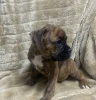 Vette, a female Boxer for sale in Allons, TN – 2 of 4