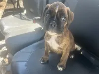 Sierra , a female Boxer for sale in Allons, TN – 7 of 10