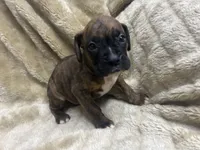 Tahoe, a male Boxer for sale in Allons, TN – 2 of 2
