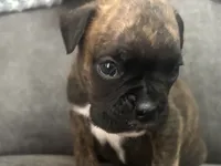 Monza, a male Boxer for sale in Allons, TN – 1 of 4