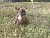 Chevy, a male Boxer for sale in Allons, TN – 8 of 10
