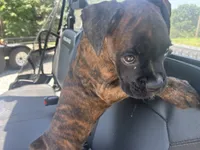 Monte, a male Boxer for sale in Allons, TN – 8 of 9